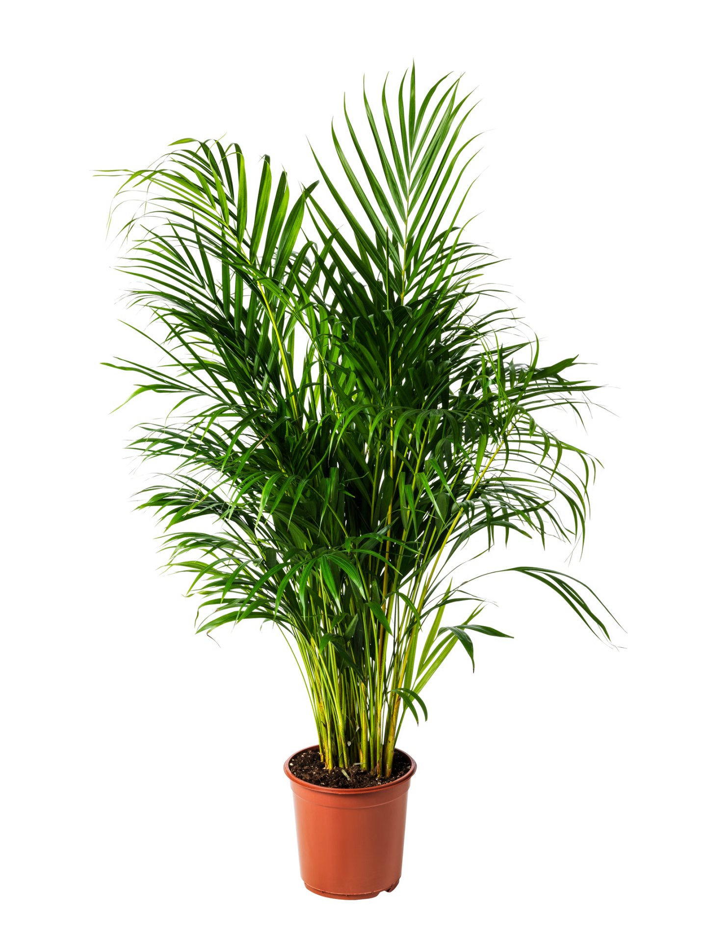 Areca palm DYPSIS LUTESCENS, 24 cm – IKEA